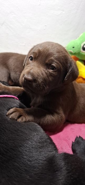 Labrador retriever szczeniak