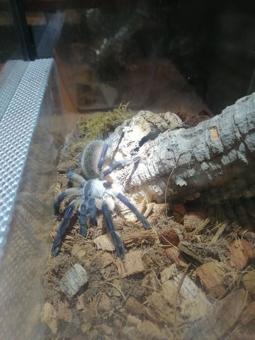 Terrarium  szklane gilotyna