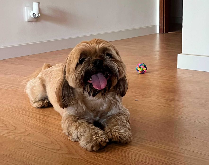 SuLari Petsitting, Pet Walking & Hospedagem