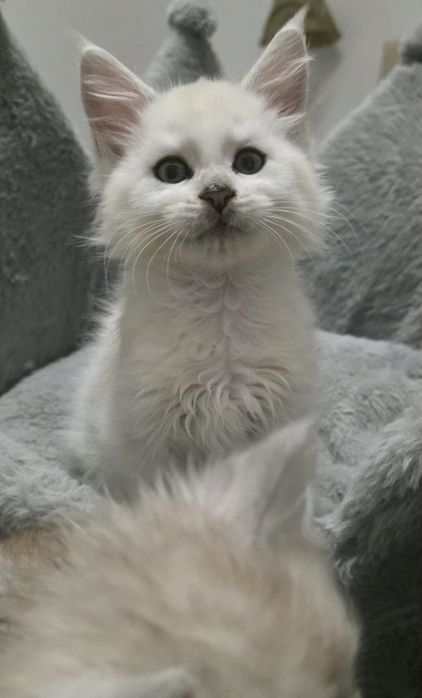 Koteczka mainecoon
