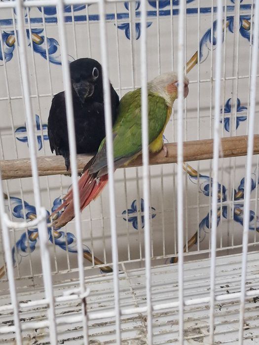 Loris atra criada a mão