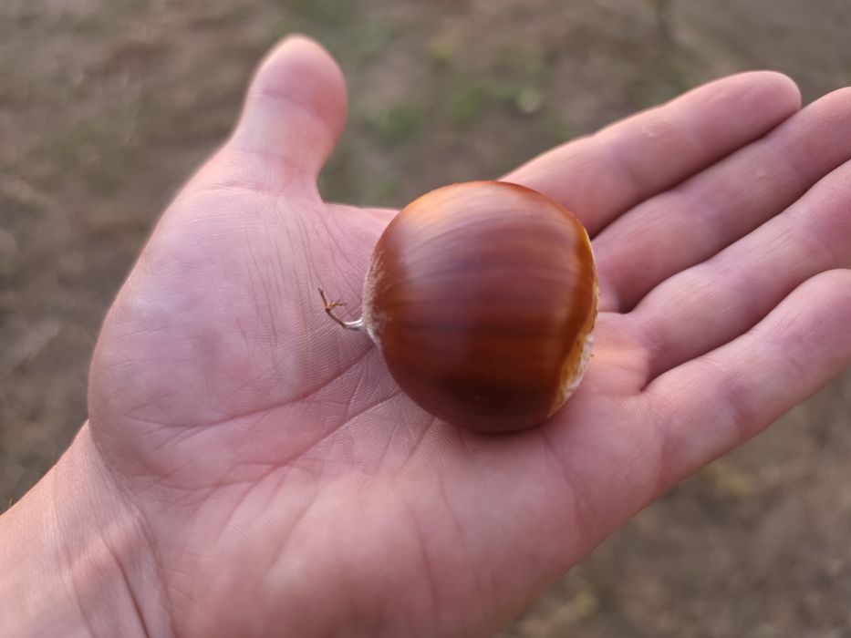 Castanha de alta qualidade