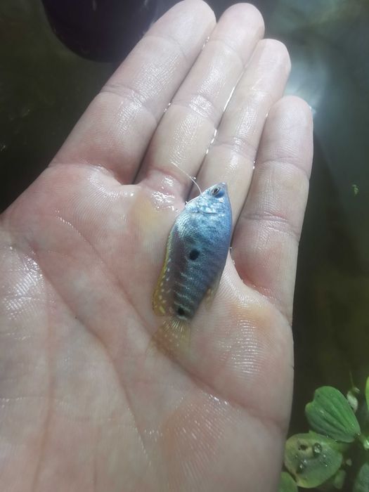 Peixes para aquário de água quente