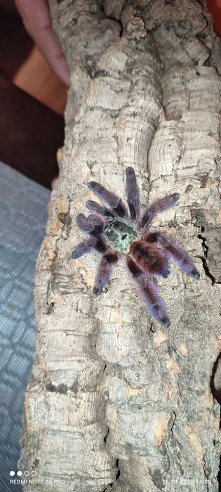 Pająk Ptasznik caribena versicolor