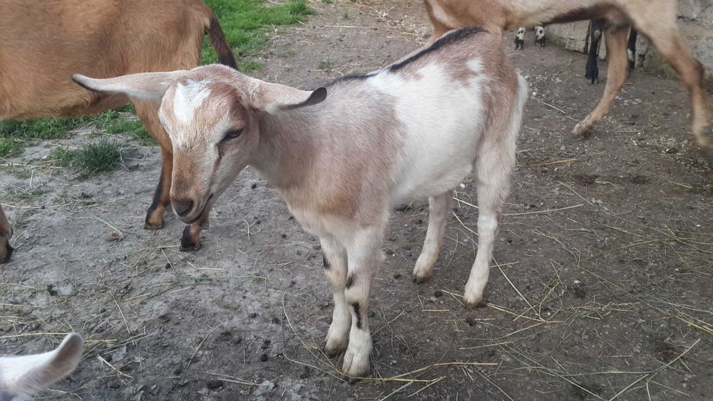 Комола козичка, від безрогих батьків. Траса Київ-Чоп, с.Ясенів
