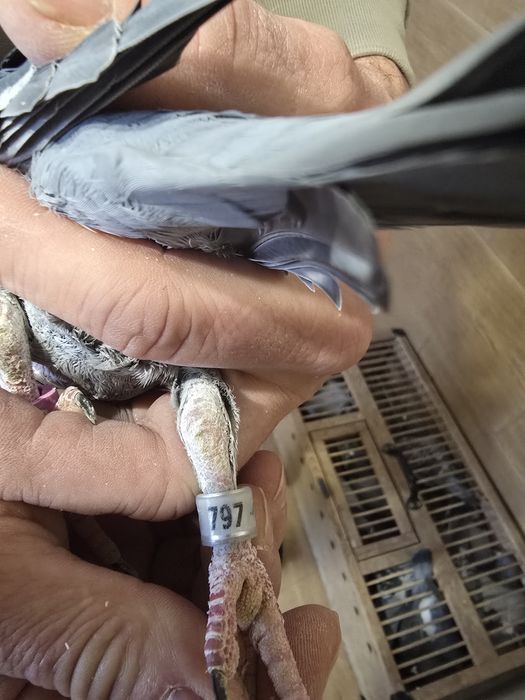 Gołębie pocztowe 72