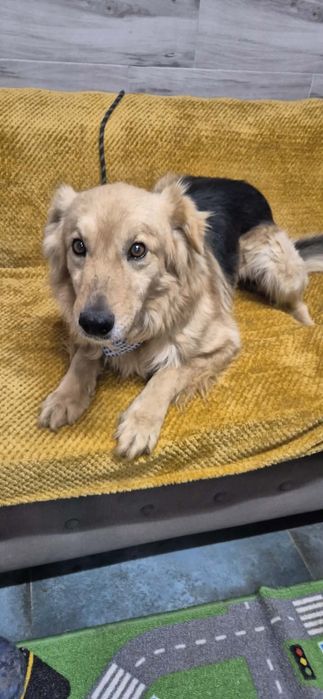 Piękny 5-letni kawaler szuka swojego wymarzonego domu