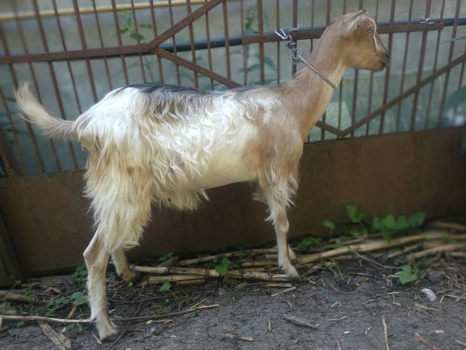 Коза  ЛаМанча, первістка, триколірна