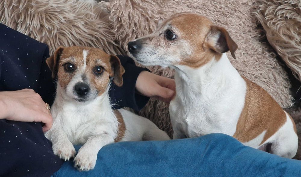 Jack Russell Terrier