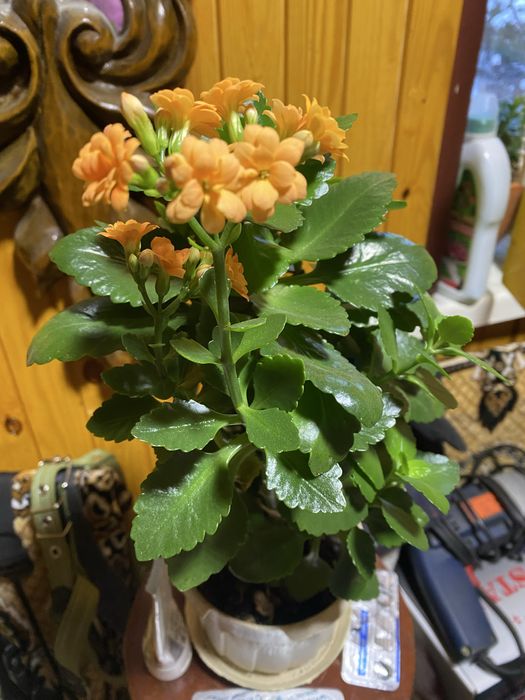 Паперомія широколистна, Каланхое, гарні великі кущі