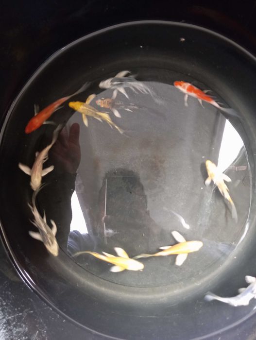 Carpa véus varias cores