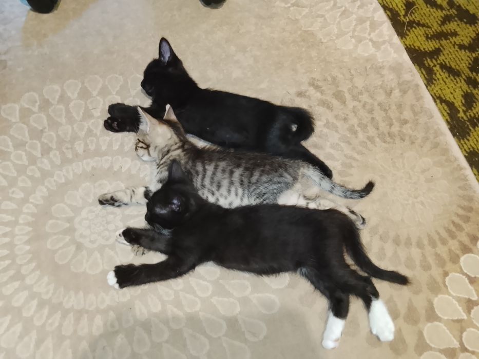 котята с семью игривые