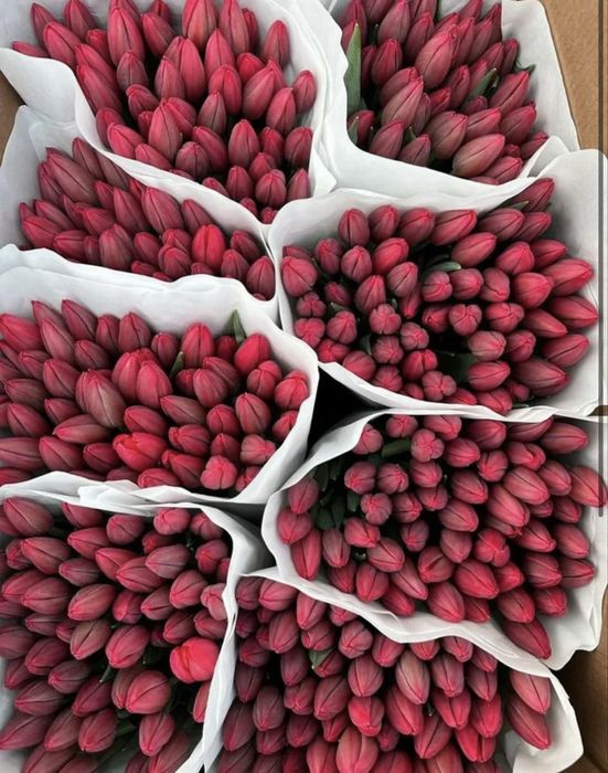 Імпортні тюльпани оптом | Свіжий зріз