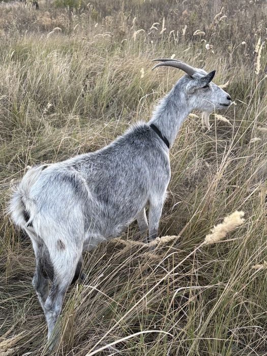 Срібляста коза – удойна годувальниця для вашої родини

Вік: 1 рік