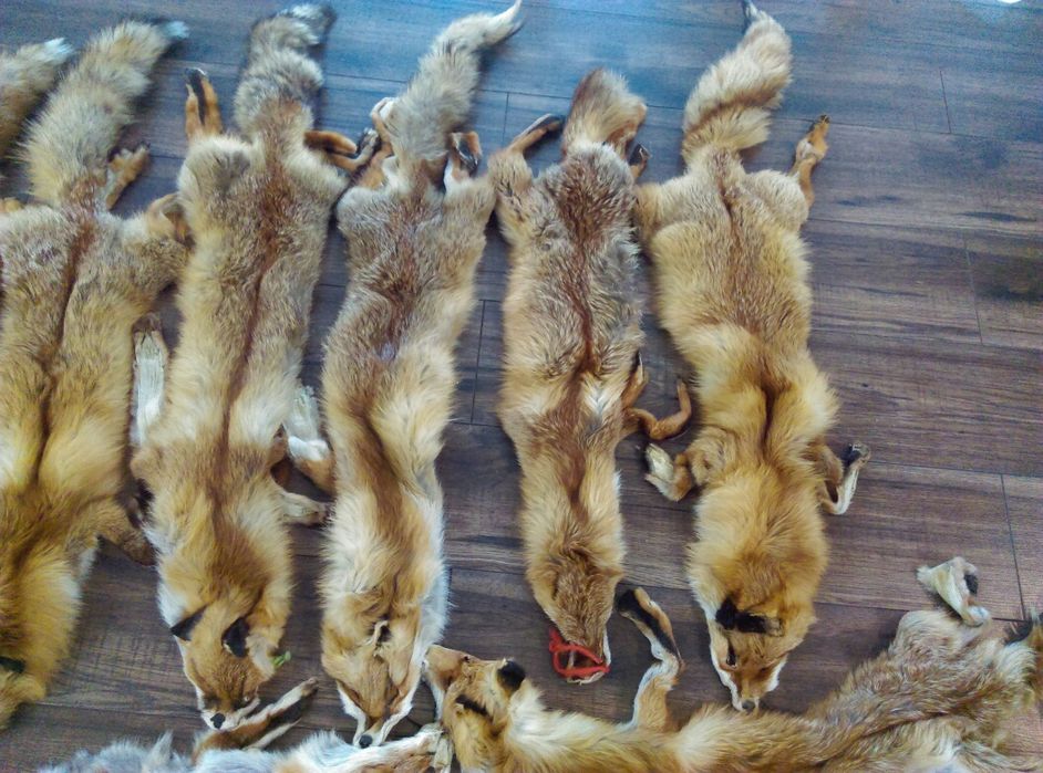 Skóra z lisa naturalnego 100zl/szt, 1 sztuka