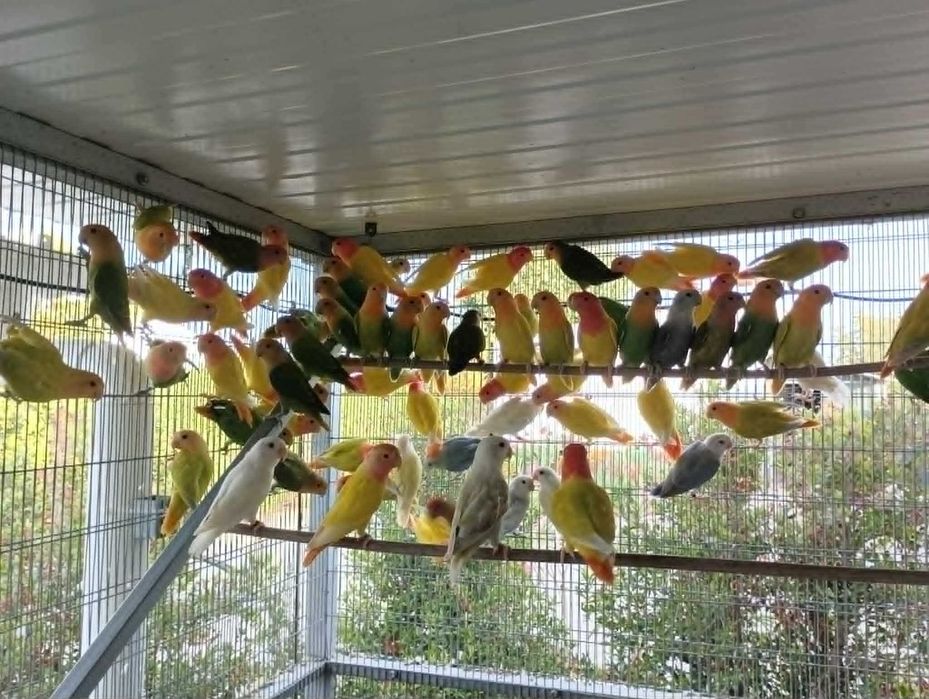agapornis roseicollies