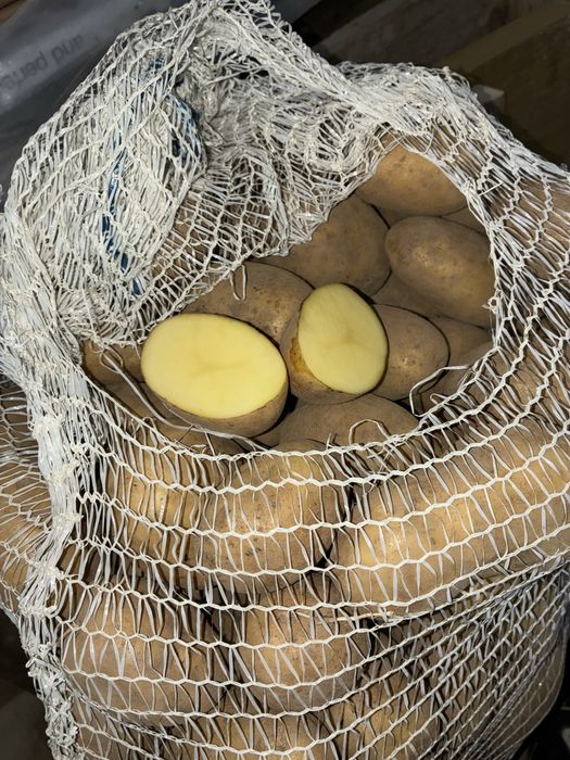 Ziemniaki Ignacy duże | Bardzo dobra jakość | 1,80 zł/kg