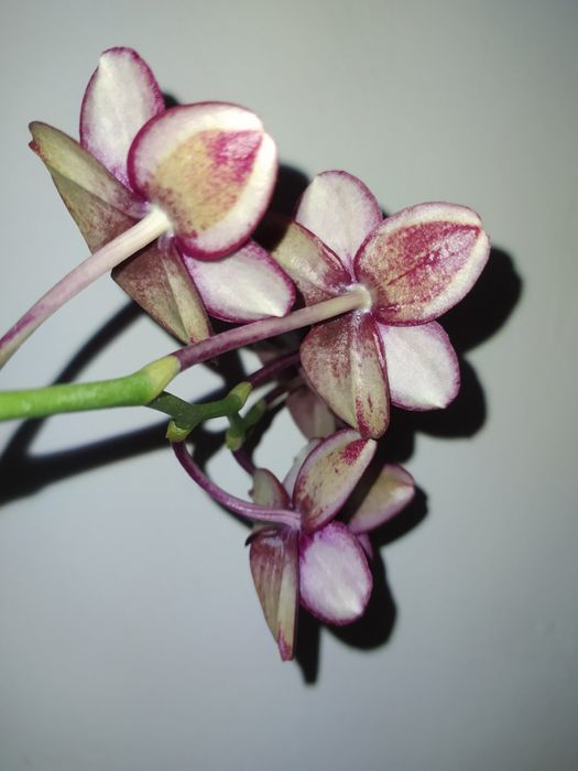 Продам орхідею black bird 2015р.