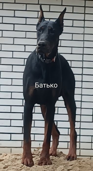 Чистокровні доберманчики.