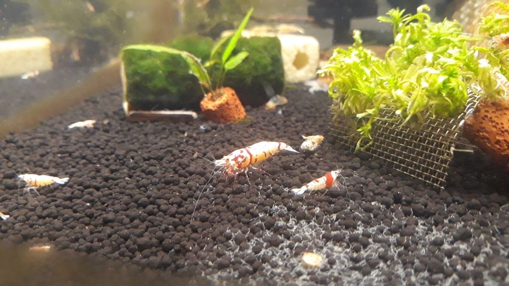 Krewetki Caridina Mix