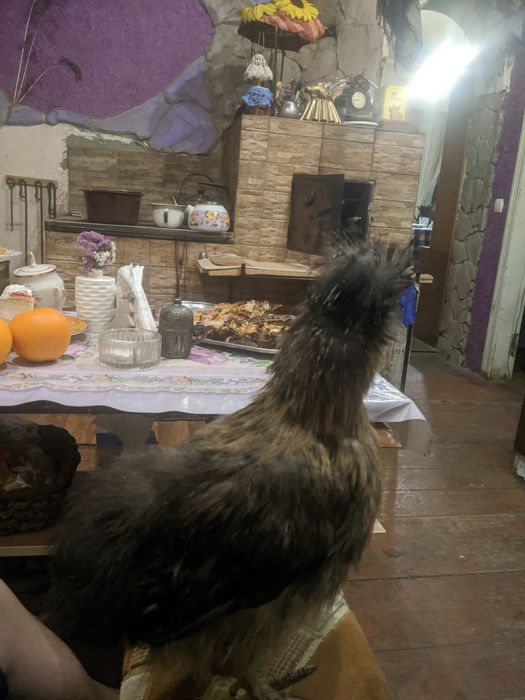 Китайская шелковая курица