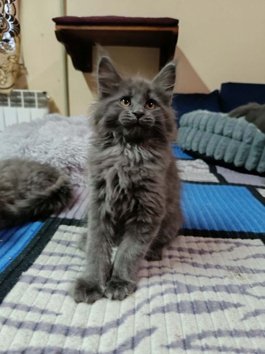 Czarująca Kotka Solid Maine coon