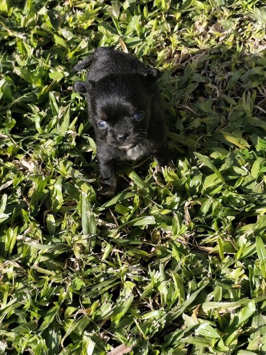 Macho chihuahua de pela comprido