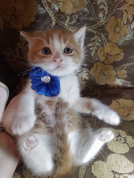 КОТЯТА МЕТИСЫ  в добрые руки