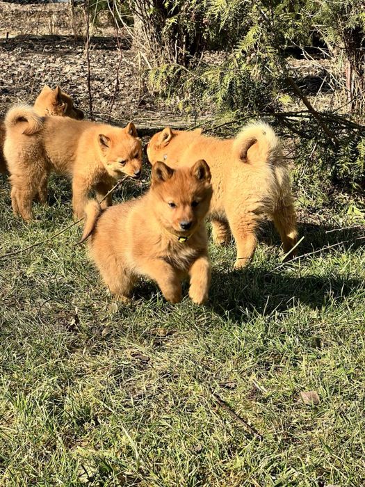 Карело-фінська лайка, цуценята