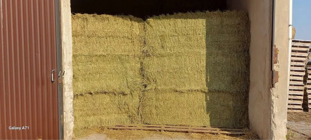 Siano dla koni z dostawą - Warmia