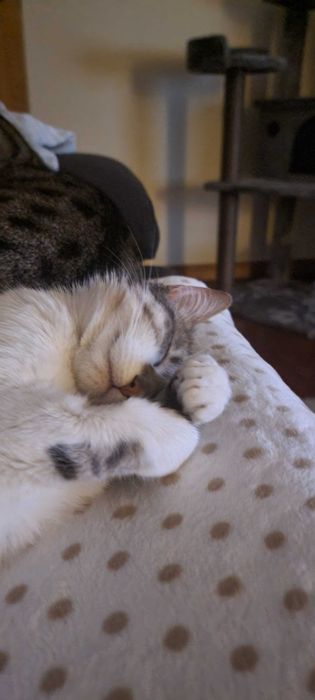 Gatas para adoção