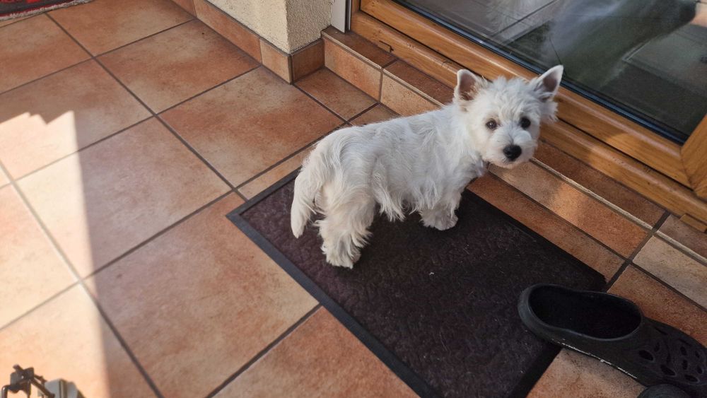 piesek West Highland White Terrier FCI z metryką ZKwP -po MultiChampionie