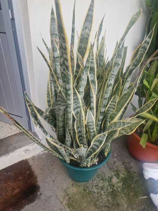 Espada-de-São-Jorge Variegata (Sansevieria)
