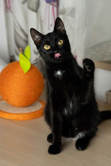 Serafinka szuka domu!