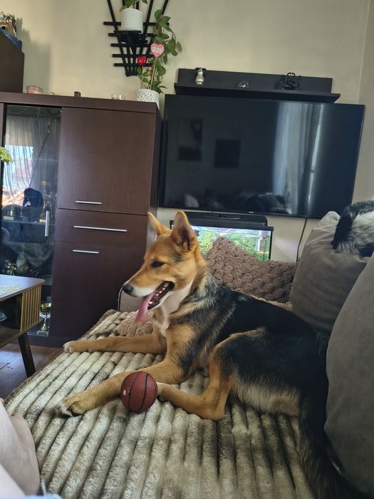 Pola poleca się do adopcji