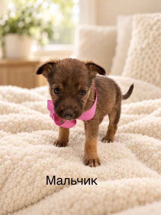 Маленькие собачки в добрые руки!