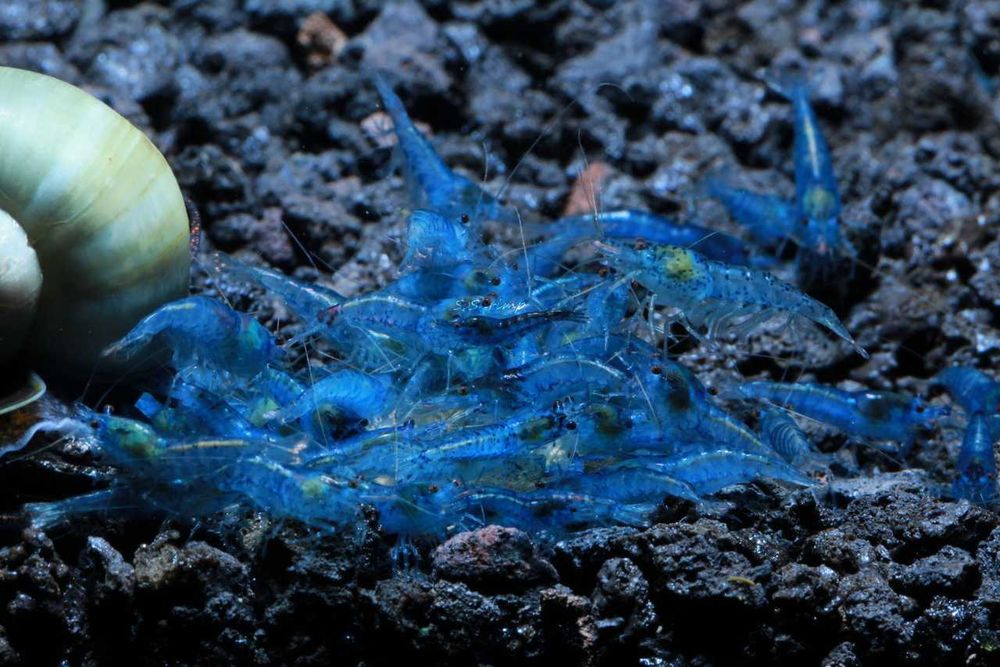 Krewetka BLUE VELVET - Neocaridina - Caridina - dowóz, wysyłka