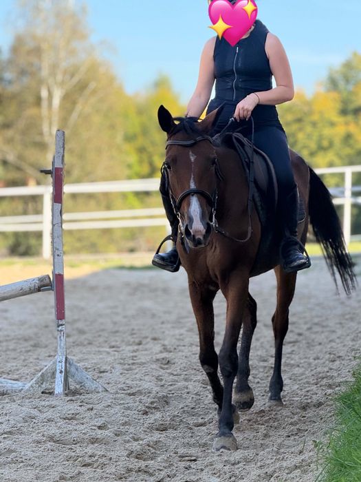 Klacz 4 lata, 160 cm sprzedam/zamienie