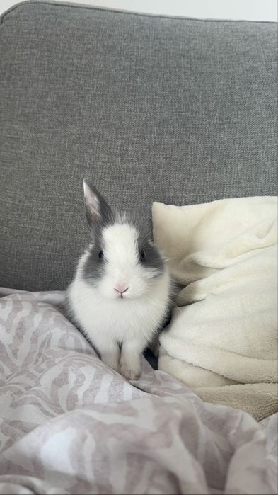 2 miesięczny królik