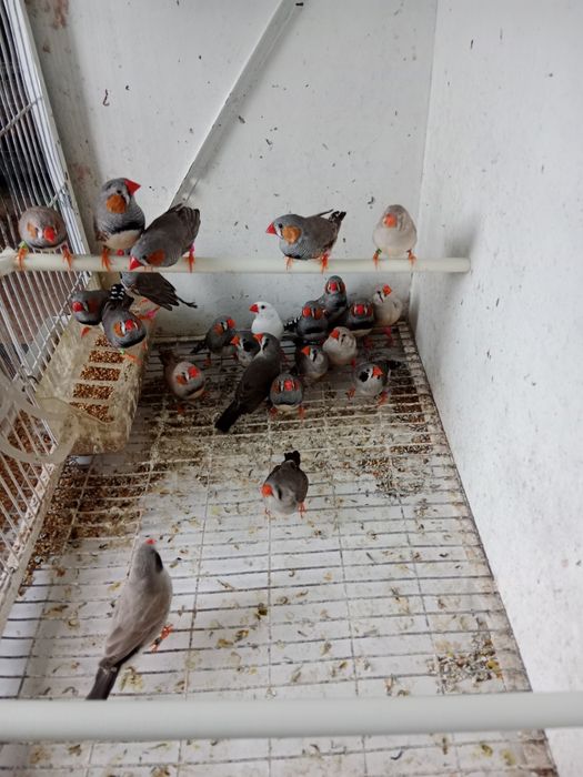 Mandarins novos 2026