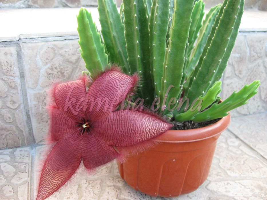 Стапелия грандифлора суккулент.