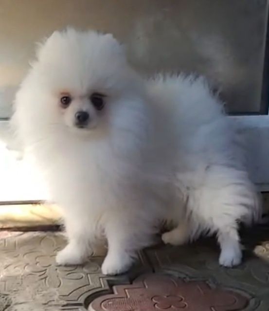 Крем айс  Марсель