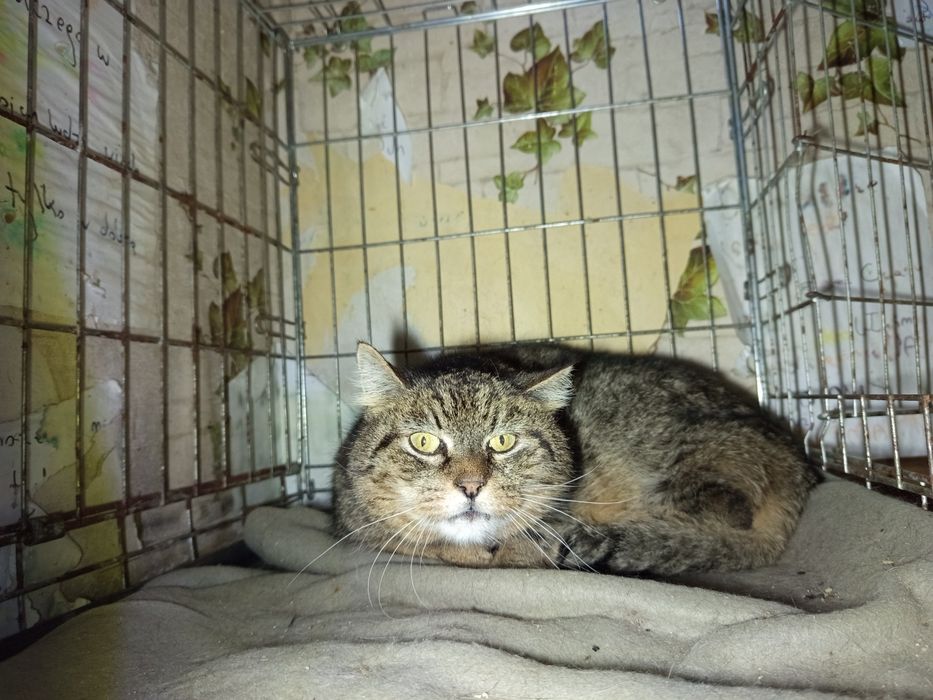 Spokojny i wycofany kocurek poleca się do adopcji