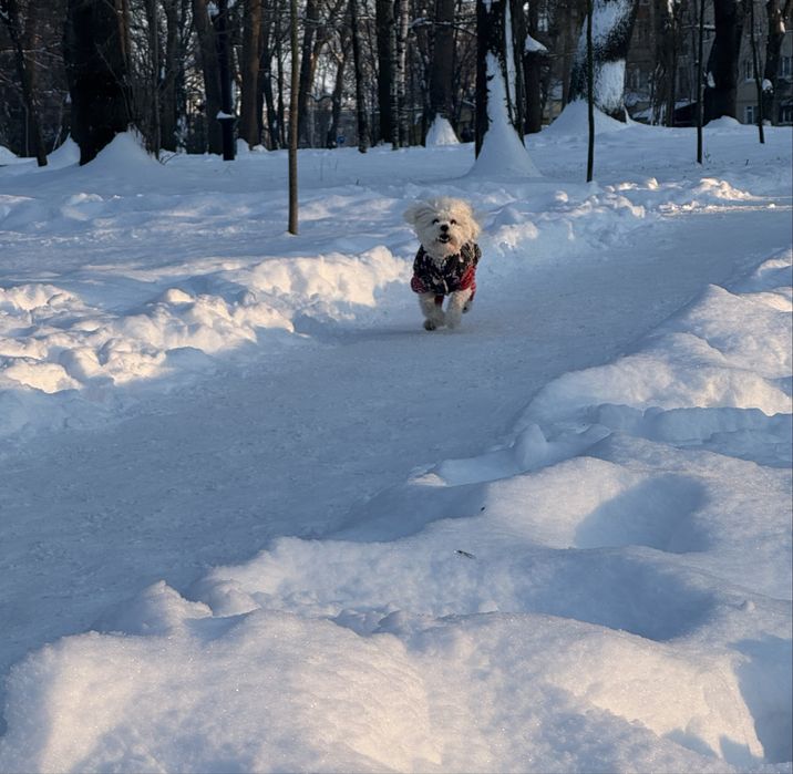 Вигул песика до 10 кг