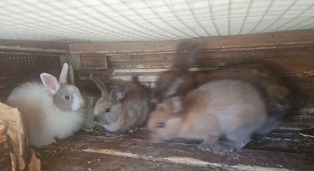 Coelhos anões venda