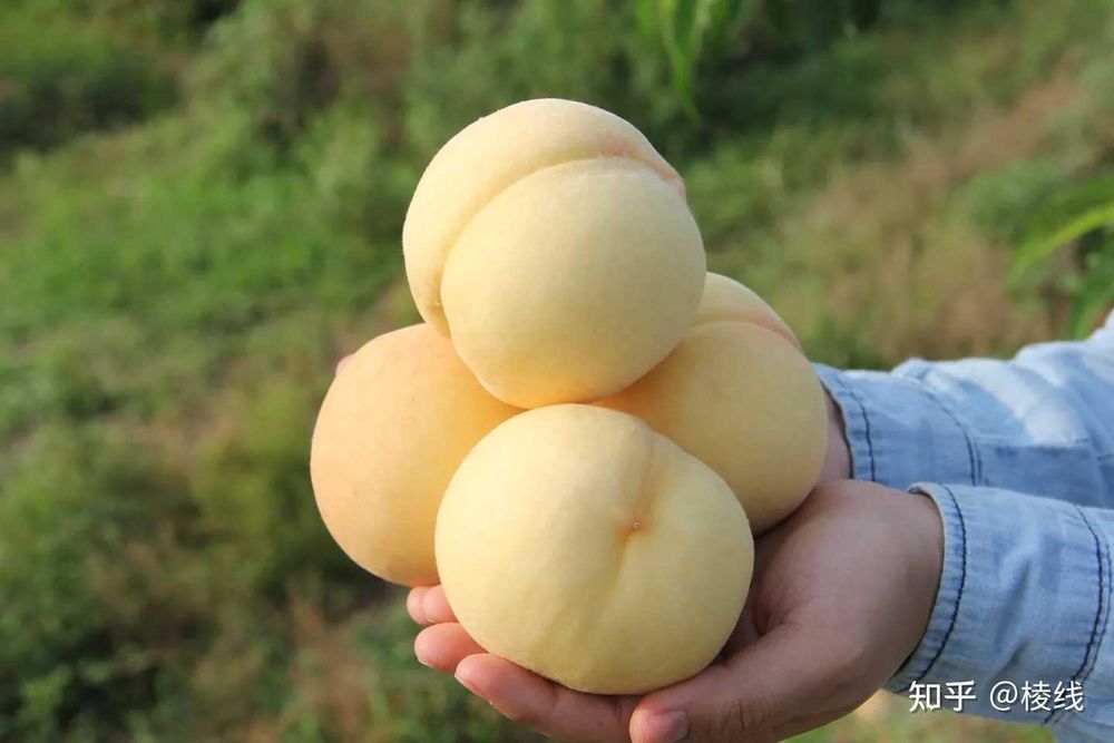 Pessegueiro que dá pêssegos BRANCOS deliciosos