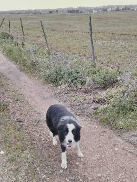 Cachorrinha border collie femea