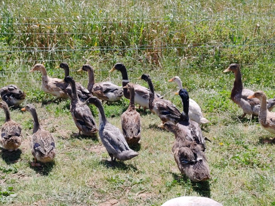 Ovos Patos juvenis jardim