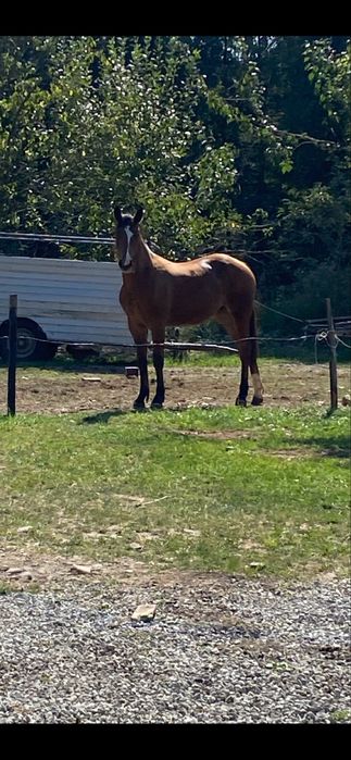 Redukcja stada !! AQH/Ślązak klacz 3 letnia