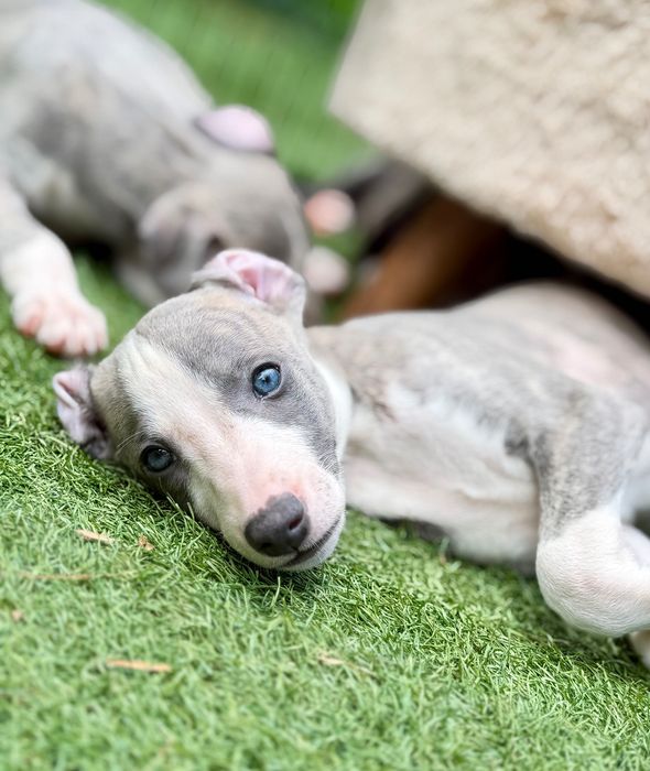 Whippet chłopiec